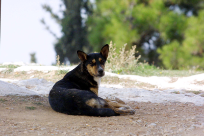Κτηνωδία στον Τύρναβο: Πυροβόλησαν αδέσποτο σκυλάκι
