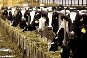 «Συναγερμός» για κρούσματα οζώδους δερματίτιδας σε βοειδή