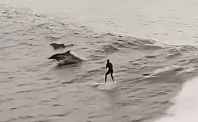 Δελφίνια «δαμάζουν» τα κύματα παρέα με σέρφερ (βίντεο)