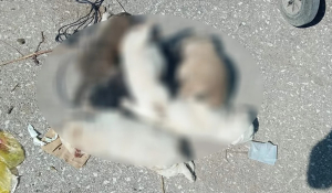 Κτηνωδία στα Τρίκαλα: Έπνιξαν 6 κουταβάκια και τα πέταξαν στα σκουπίδια (σκληρές εικόνες)