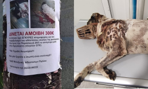 Επικήρυξαν με 300 ευρώ το «τέρας» που πυροβόλησε σκύλο