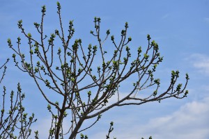 Ενίσχυση πρασίνου στο εκθεσιακό της ΔΕΘ- Κόβουν τα άρρωστα δέντρα και φυτεύουν νέα