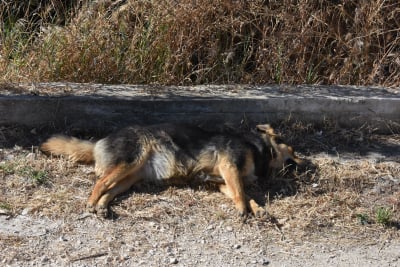 Αδέσποτος σκύλος δάγκωσε 13χρονη στην Κοζάνη, στο νοσοκομείο το κορίτσι
