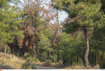 Σε εξέλιξη οι εργασίες καθαρισμού στο δάσος του Σέιχ Σου στη Θεσσαλονίκη