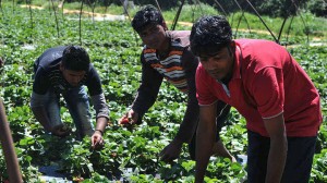 Έρευνα: Σημαντική εκμετάλλευση των μεταναστών στον αγροτικό τομέα