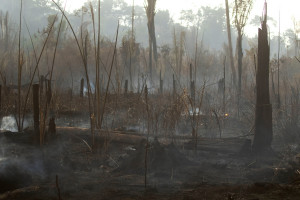 Πυρκαγιές στον Αμαζόνιο: Ο μεγαλύτερος φόβος δεν είναι η μείωση του οξυγόνου