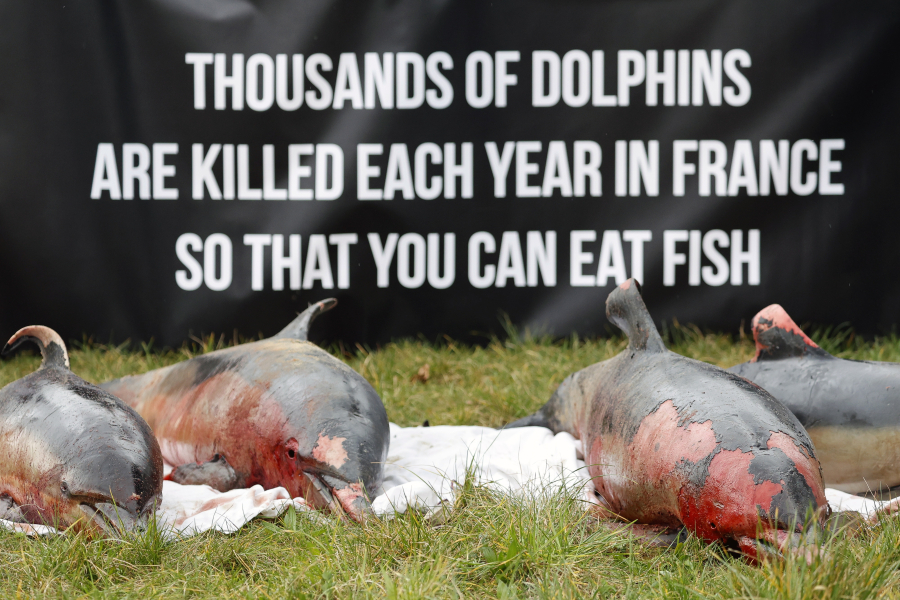 Ξεβράζονται νεκρά δελφίνια σε ακτές της Γαλλίας- Τουλάχιστον 910 από τα μέσα Δεκέμβρη