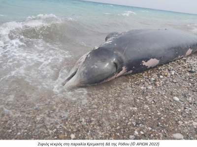 Εντοπίστηκε νεκρή φάλαινα στη Ρόδο, είχε καταπιεί πλαστικά (εικόνα)