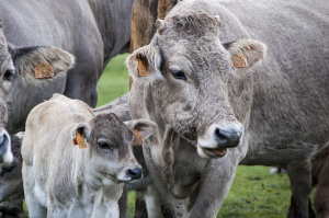 «Τρελές Αγελάδες»: Ύποπτο κρούσμα σπογγώδους εγκεφαλοπάθειας των βοοειδών στη Βραζιλία