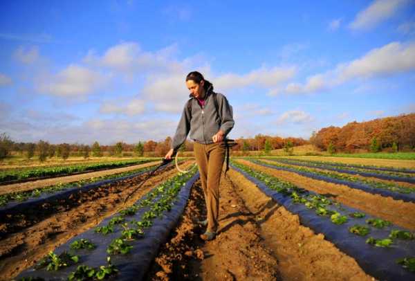 ΔΟΑΚ Ηρακλείου: Επιτήδειοι ζητούν χρήματα για τα προγράμματα νέων αγροτών