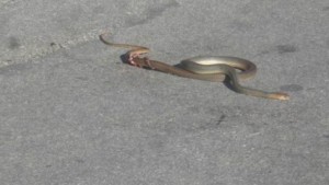 Φίδι 2,5 μέτρων αναστάτωσε την Πάτρα- Παραλίγο να προκαλέσει τροχαίο (pics)