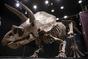 Σκελετός δεινοσαύρου πωλήθηκε έναντι 6,1 εκατομμυρίων δολαρίων σε δημοπρασία