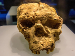 Κίνα: Βρέθηκε αρχαίο κρανίο, που θα μπορούσε να είναι Homo erectus ηλικίας 1.000.000 ετών