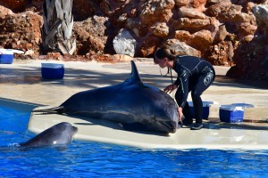 Μήνυση της ProWal κατά του Αττικού Πάρκου για τα δελφίνια - Τι απαντά το Πάρκο