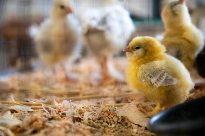Η γονιδιακή επεξεργασία θα μπορούσε να δώσει τέλος στη δυστυχία δισεκατομμυρίων κοτόπουλων
