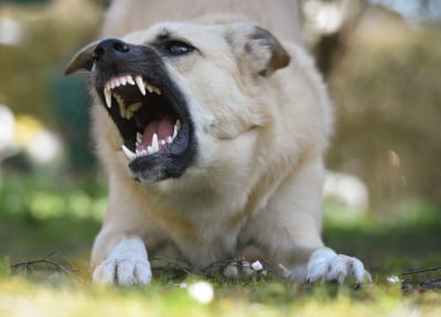 Σκυλιά κατασπάραξαν θανάσιμα 68χρονη στα Άνω Λιόσια