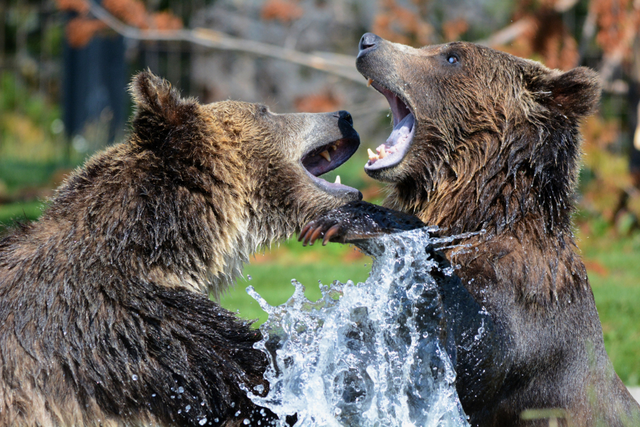 Αρκούδα με τα δύο αρκουδάκια της πήγαν για... ψώνια στο κέντρο της Καστοριάς