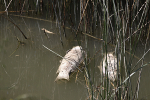 Δεκάδες νεκρά ψάρια ξεβράστηκαν σε λίμνη της Θεσσαλίας (βίντεο)