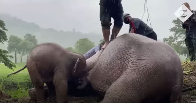 Συγκλονιστικό βίντεο γίνεται viral: Σώζουν ελεφαντίνα με ΚΑΡΠΑ πηδώντας πάνω της, είχε πέσει σε αποχέτευση