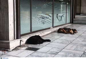 Θεσπρωτία: Χειροπέδες σε 67χρονο που έριξε φόλες σε αδέσποτα σκυλιά