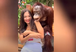 «Ζωηρός» ουρακοτάγκος σε ζωολογικό κήπο της Ταϊλάνδης αγκαλιάζει και... φιλάει επισκέπτρια -Δείτε το αστείο βίντεο