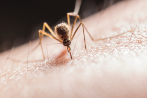 Μείωση θανάτων από ελονοσία ανακοίνωσε ο ΠΟΥ