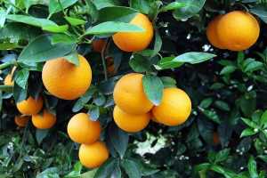ΤΕΒΑ: Μουχλιασμένα πορτοκάλια και μήλα σε άπορους