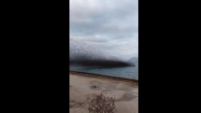 Εντυπωσιακό βίντεο: «Μαύρισε» ο ουρανός από τα πουλιά στην Πάτρα