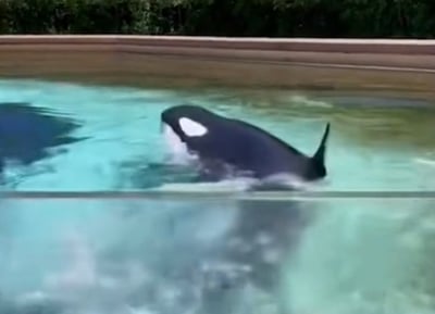Θλίψη προκαλεί βίντεο που δείχνει την «πιο μοναχική φάλαινα» να κοπανά το κεφάλι της στο ενυδρείο