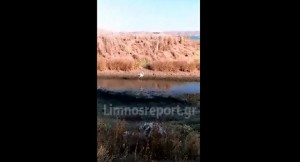 Λήμνος: Νεαρό φλαμίνγκο κάνει βόλτες στην παραλία των Λύχνων (βίντεο)