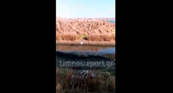 Λήμνος: Νεαρό φλαμίνγκο κάνει βόλτες στην παραλία των Λύχνων (βίντεο)
