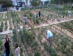 Αιτήσεις για συμμετοχή στο πρόγραμμα δημοτικού λαχανόκηπου Δήμος Θέρμης
