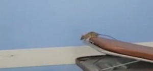 Αρουραίος «έκοβε βόλτες» σε νοσοκομείο της Αττικής - Σοκαρισμένοι οι ασθενείς (Βίντεο)