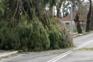 Πτώσεις δέντρων στην Αττική από τους ισχυρούς ανέμους - Πάνω από 100 κλήσεις στην Πυροσβεστική