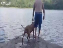 Δείτε τι έκανε ο σκύλος όταν το αφεντικό του έπεσε στο νερό