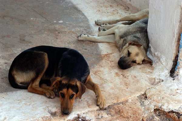 Ανανέωση του προγράμματος περίθαλψης αδέσποτων ζώων στο Δήμο Παλλήνης