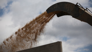 ΟΗΕ: Πάνω από μισό εκατομμύριο οι τόνοι σιτηρών που «έφυγαν» μέσω Ουκρανίας