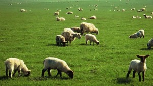 Δήμος Ηρακλείου: Ενημέρωση των κτηνοτρόφων για τα τέλη βόσκησης 2017