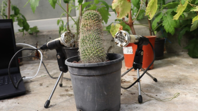Ένα φυτό μπορεί να έχει …«λόξιγκα» όταν διψάει