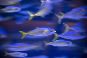 Η Μεσόγειος «αποδεκατίζεται» από ψάρια και θηλαστικά