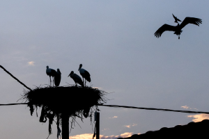 Στο «κυνήγι» του παράνομου εμπορίου άγριων πτηνών σε Σαντορίνη και Σχιστό