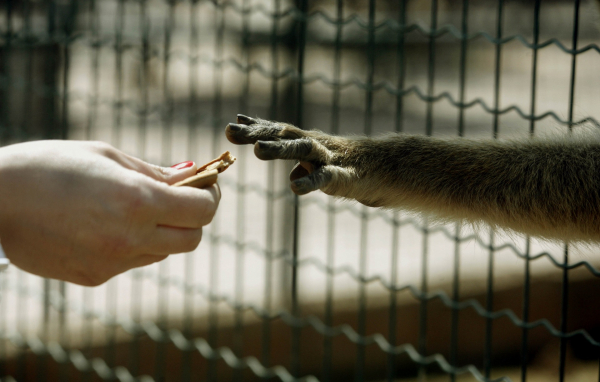 Αττικό Ζωολογικό Πάρκο: Κύμα αντιδράσεων για το θάνατο του χιμπατζή, «τηρήσαμε διεθνή πρωτόκολλα ασφαλείας» (βίντεο)