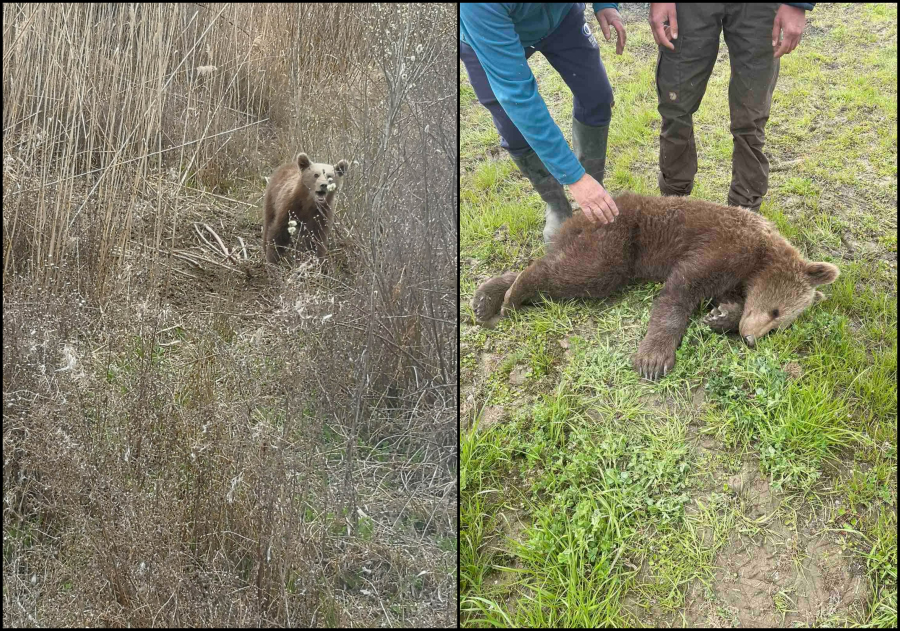 Περιπέτεια για μικρό αρκουδάκι: Πιάστηκε σε συρμάτινη θηλιά για αγριογούρουνα (εικόνες)