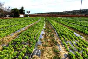 Αγρότες: Ξεκινά η υποβολή προτάσεων για εξοικονόμηση ύδατος, αυτές είναι οι επιλέξιμες δαπάνες