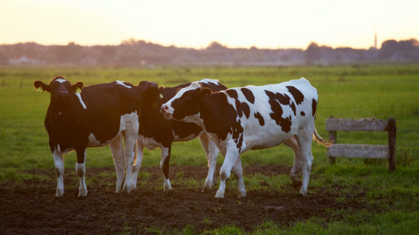 Επιστήμονες στη Κίνα ισχυρίζονται πως κλωνοποίησαν «σούπερ αγελάδες», που παράγουν ασυνήθιστα ποσοστά γάλακτος