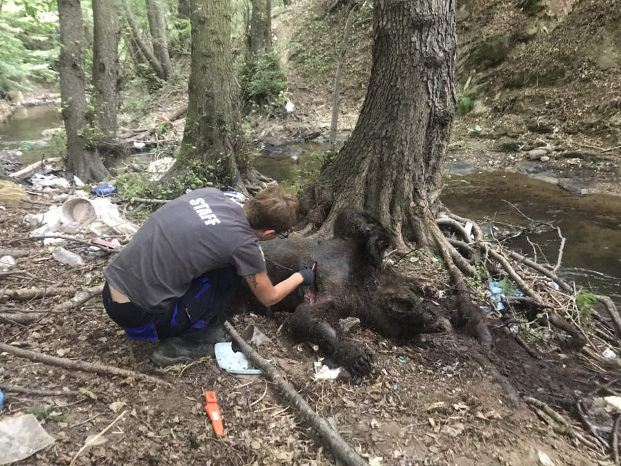 Κτηνωδία στη Φλώρινα, νεκρές τρεις αρκούδες από πυροβολισμούς