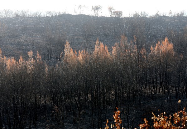 Πορτογαλία: 41 οι νεκροί από τις φονικές πυρκαγιές