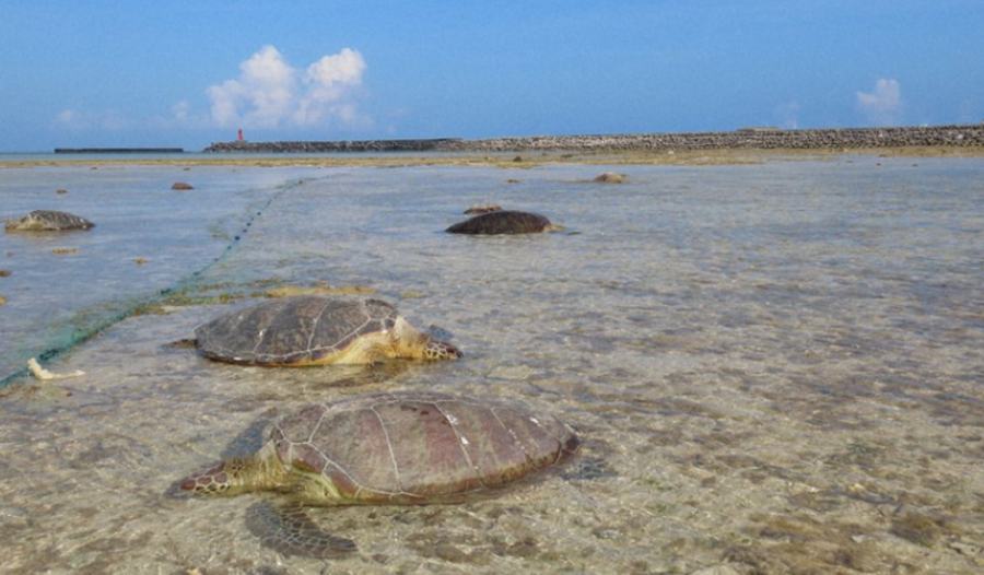 Εικόνες ντροπής στην Ιαπωνία με 30 νεκρές θαλάσσιες χελώνες, «τις μαχαίρωσα για να τις ξεφορτωθώ» λέει ψαράς