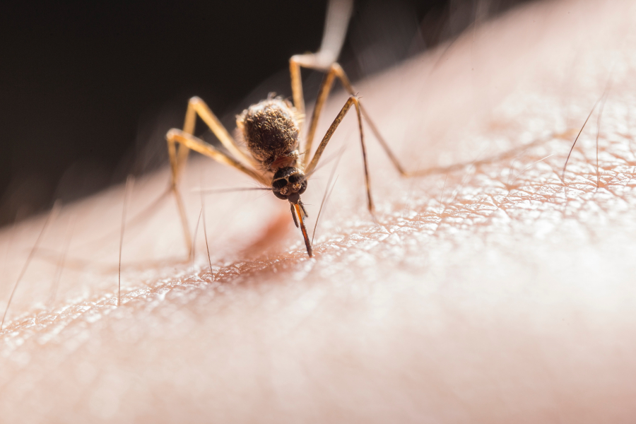 «Ksou - Ksou» και ξεχάστε το «φιδάκι»: Διώξτε τα κουνούπια από το κινητό σας (βίντεο)