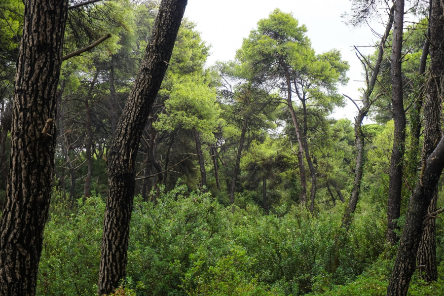 Ελληνικό πρόγραμμα «ασπίδα» για την προστασία των ευρωπαϊκών δασών